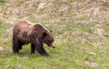 Grizzly Bear in Yellowstone Naitonal Park Wyoming