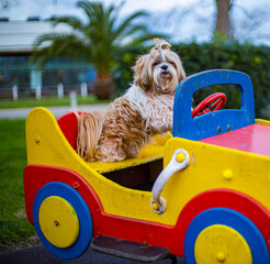 shih tzu dog in a toy car on the playground