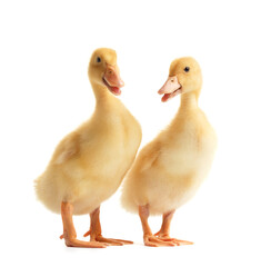 Two cute ducklings stand on a white background