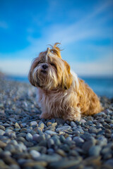 shih tzu dog sits on the seashore on a stone beach