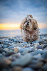 shih tzu dog at sunset on the seashore on a stone beach