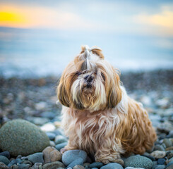 shih tzu dog at sunset on the seashore on a stone beach