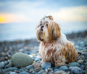 shih tzu dog at sunset on the seashore on a stone beach