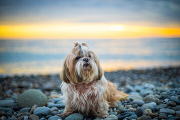shih tzu dog at sunset on the seashore on a stone beach