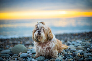 shih tzu dog at sunset on the seashore on a stone beach