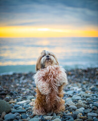 shih tzu dog at sunset on the seashore on a stone beach