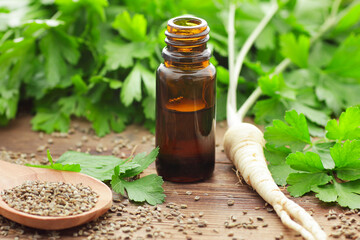 Parsley essential oil with fresh seeds, leaves, roots nearby on rustic wooden table, copy space,...