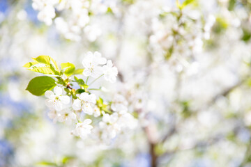 Spring gentle glow of cherry blossoms on a sunny day, background