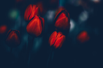 Beautiful scarlet tulips bloom in the summer twilight, a testament to the beauty of nature itself.