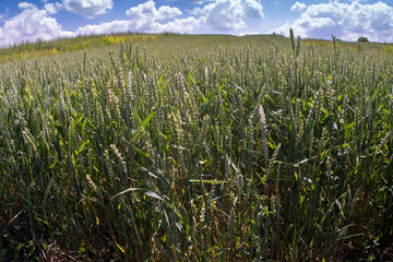 A field of unripe green wheat ears.