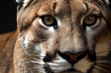 Up close and personal with cougar in natural habitat. Showcasing fierce and serious gaze as wild predator in exotic natural world. Animal themes wildlife concept. Copy ad text space. Generated Ai
