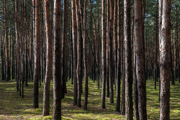Fototapeta premium Rows of pine trunks in a forest with bright sun spots.