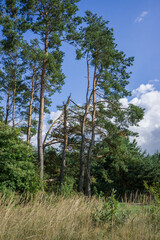 Forest pine trees against a blue cloudy sky.