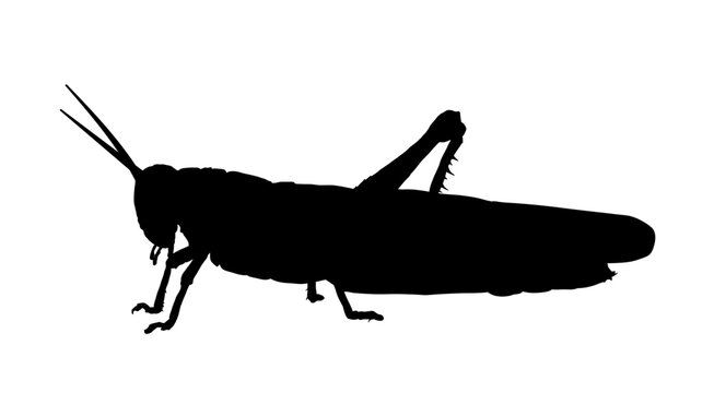 black grasshopper silhouette on white background