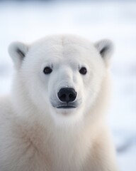 a polar bear looking at the camera