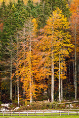 Autumn explosion in Val Raccolana