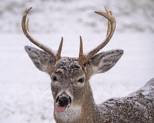 Bah Humbug - A White-tailed Deer buck enjoys fresh fallen snow - Quebec
