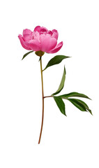 Pink peony flower with leaves and stem isolated on white background. Element for creating designs, cards, patterns, floral arrangements, frames, wedding cards and invitations.