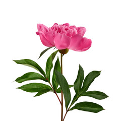 Obraz premium Pink peony flower with leaves and stem isolated on white background. Element for creating designs, cards, patterns, floral arrangements, frames, wedding cards and invitations.
