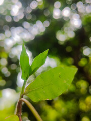 green leaves on a branch