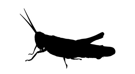 silhouette of a grasshopper © KR Studio