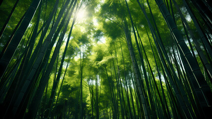 Towering bamboo stalks create a peaceful grove