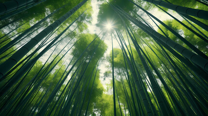 Fototapeta premium Towering bamboo stalks create a peaceful grove