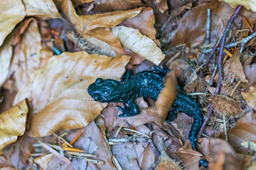 Alpensalamander (Salamandra atra) - Alpine salamander 
