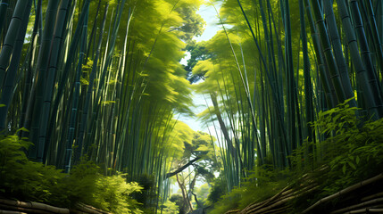 Fototapeta premium Tranquil bamboo forest, tall bamboo stalks create a dense and peaceful atmosphere