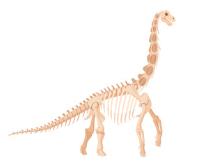 Diplodocus skeleton. Jurassic large herbivorous dinosaur, archaeological dino fossil bones. Plant eating dinosaur flat vector illustration. Ancient fossil skeleton