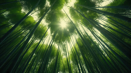 Tranquil bamboo forest, tall bamboo stalks create a dense and peaceful atmosphere
