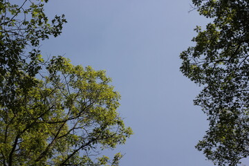 sky and tree