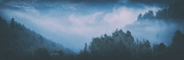Panorama of Forest with smoking fog