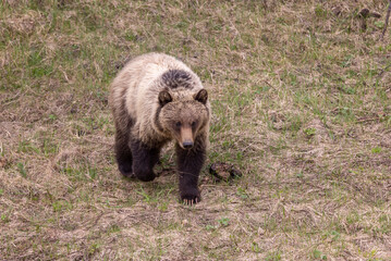 Grizzly Bear in Springtime in Yellowstone National Park Wyoming