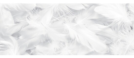 white feathers on white background