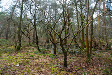 Fototapeta na wymiar Forest with pools of rain between trees after heavy rains in The Netherlands near Goirle.