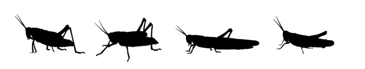 silhouette of a grasshopper - obrazy, fototapety, plakaty
