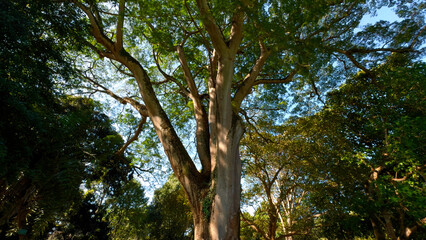 Fototapeta premium Walk through the magic forest on a sunny day. Action. Sun rays emerging though the green tree branches.