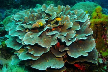 Healthy tropical coral reef with fish, marine life in the ocean. Underwater photography, detail of the aquatic wildlife. Yellow fish and green corals. Wild reef exploration, travel picture.
