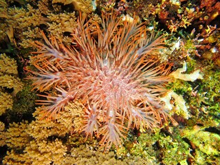 Tropical marine life, underwater photography from scuba diving. Corals and invasive animal. Crown-of-thorns starfish- colorful invasive species on the tropical reef.  Dangerous creature on the reef.