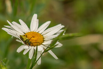 Yellow Velvet Beetle (Lepturobosca chrysocoma) Crawls Across Daisy with Space for Text