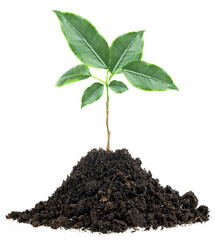 Young green plant in soil humus isolated on a white background. Young tree as gardening concept.