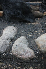 Stones surrounding the summer campfire.