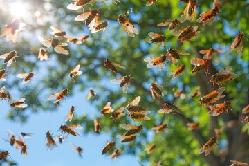 Cicadas Invasion, a Huge Number of Cicadas in City, Clouds of Insects, Locusts Invasion