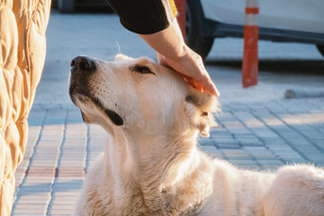 Human's hand strokes head of huge white dog. Friendship between man and dog, caring for animals...