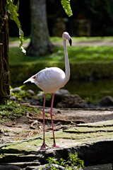 Flamingo in nature surrounding - 748283608