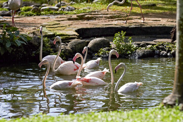 Flamingo in nature surrounding - 748283653