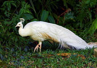 White peacock in nature surrounding - 748284066