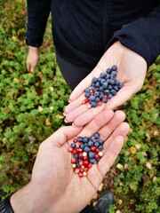 picking blueberries in the forest