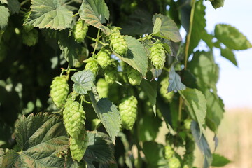 Hopfen kurz vor der Ernte	